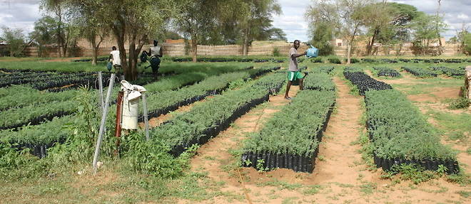 
Parmi les experiences a suivre, ces pepinieres ou sont cultives les jeunes plants de la Grande muraille verte Senegalaise.
 