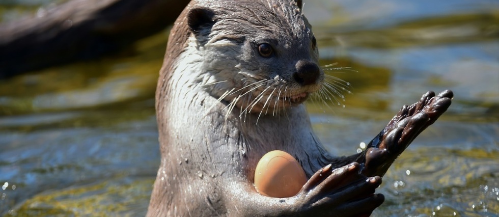 Eddie La Loutre Joueuse De Basket N Est Plus Le Point