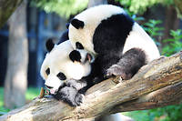Le panda de Washington, victime collat&eacute;rale du &laquo;&nbsp;shutdown&nbsp;&raquo;