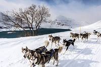  La Grande Odyssée Savoie Mont Blanc, l’événement annuel du chien de traîneau en Europe. 