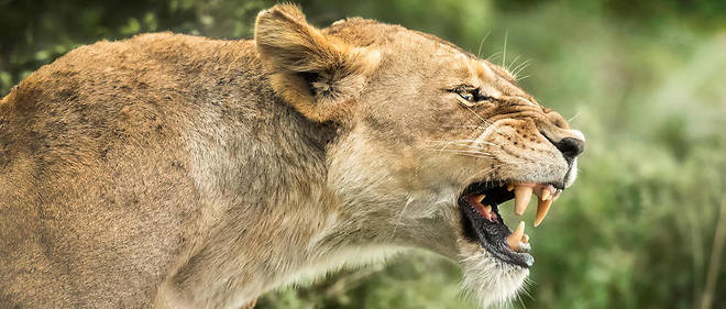 S'ils en ont l'opportunite, les lions peuvent tuer les lionceaux de la troupe dont ils viennent de prendre le controle. Les jeunes meres, privees de leurs bebes, redeviennent fertiles et sont rapidement fecondees. 