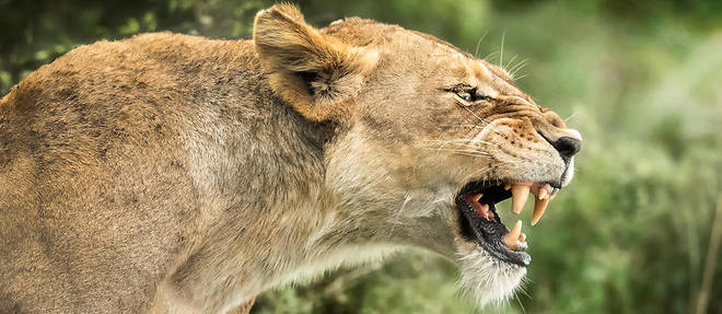 S'ils en ont l'opportunite, les lions peuvent tuer les lionceaux de la troupe dont ils viennent de prendre le controle. Les jeunes meres, privees de leurs bebes, redeviennent fertiles et sont rapidement fecondees. 