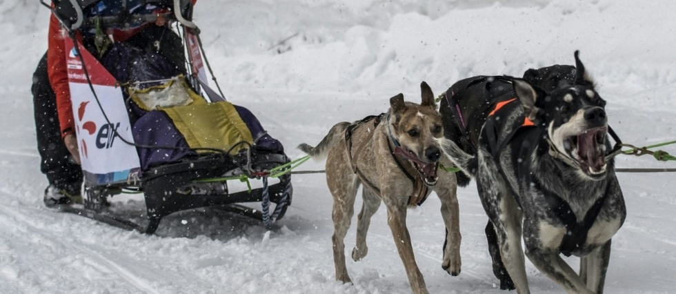 Courses de chiens de traineaux: la "Grande Odyssee" s'ouvre dans un format remanie
