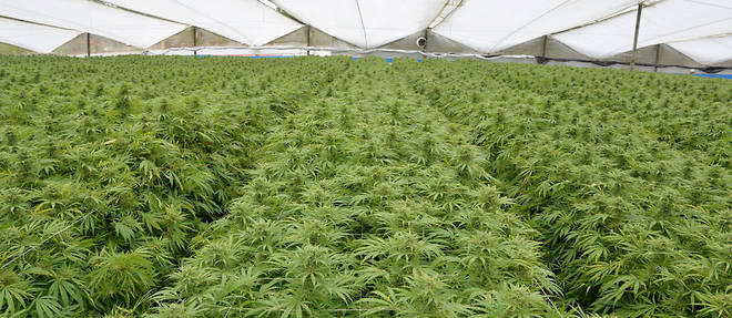 La Colombie a legalise la production de cannabis therapeutique en mai 2016.
