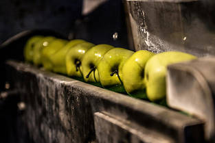  Lavage de pommes avant qu&#039;elles ne soient broyees et pressees pour en extraire leur jus.  