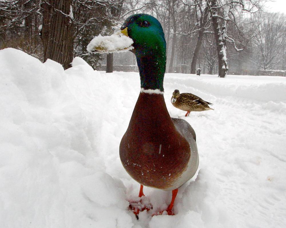 froid-de-canard-et-temps-de-chien