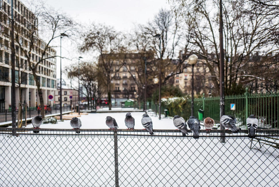 EN IMAGES. L'arrivée De La Neige Fait Des Heureux