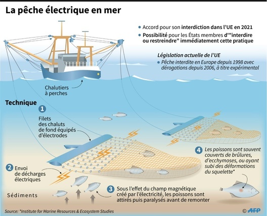 La France va anticiper l'interdiction de la peche electrique dans ses eaux territoriales