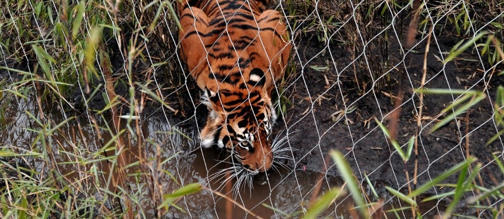 Le Zoo De Londres Se Defend Apres La Mort D Une Tigresse Blessee Par Un Tigre Le Point