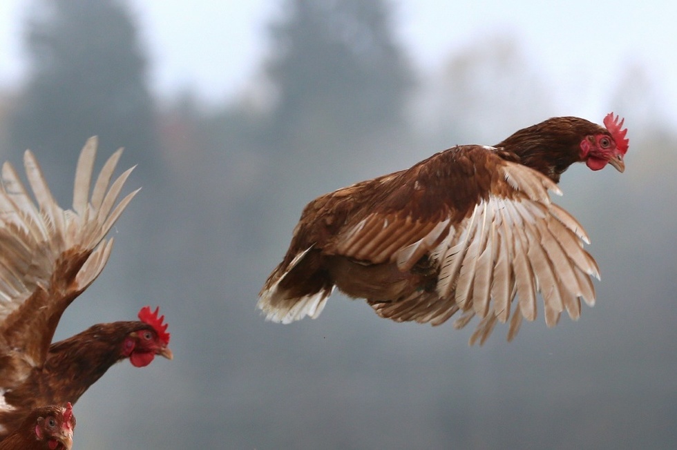 Bretagne Un Renard Tué Par Des Poules Dans Un Poulailler Le Point