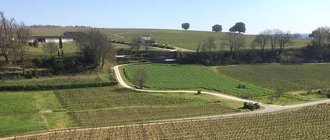 Vue du vignoble de Saint-Emilion.