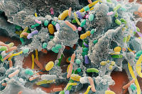 Le microbiote intestinal, notre second cerveau. Vraiment&nbsp;?