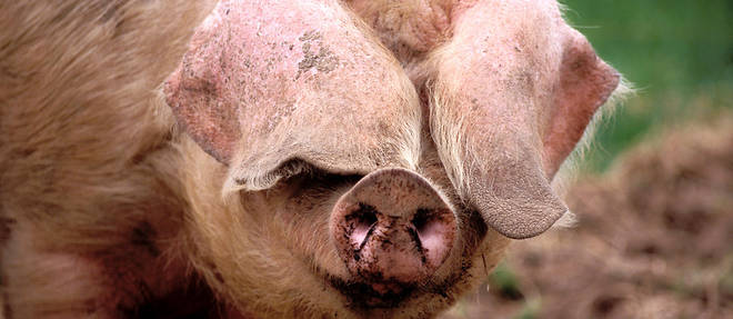 La viande des cochons va-t-elle etre meilleure ? Photo d'illustration.