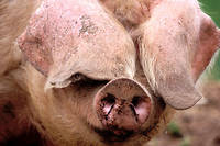 Bretagne&nbsp;: un cochon adopt&eacute; finit en p&acirc;t&eacute;