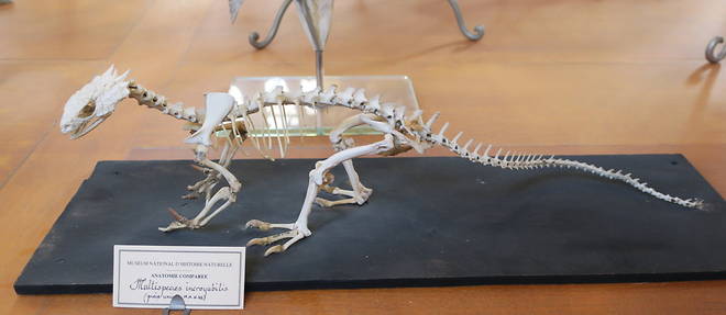 << Multispecies incroyabilis >>, le vrai faux dragon de la Galerie d'anatomie comparee et paleontologie du Museum national d'histoire naturelle