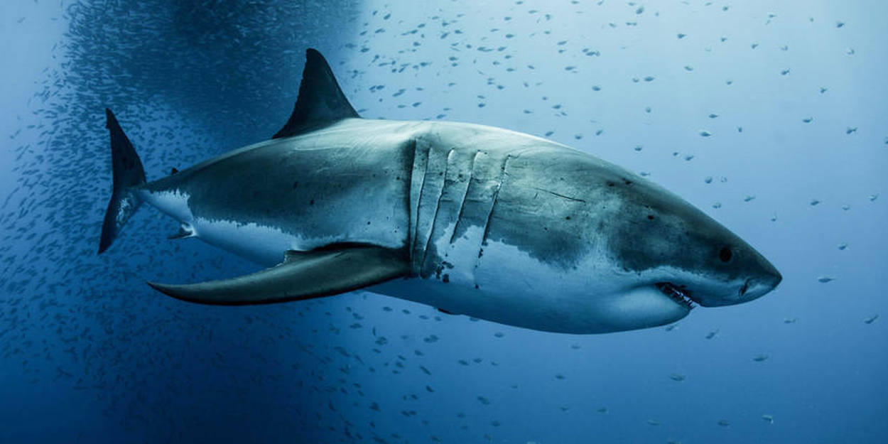 Ce prédateur qui flanque une peur bleue au grand requin blanc - Le ...