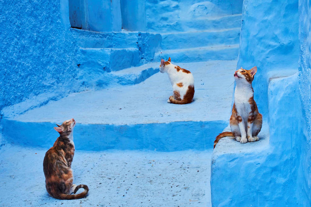 Titi Et Le Tour Du Monde En 80 Chats EN IMAGES. Le tour du monde en 80 chats - Le Point