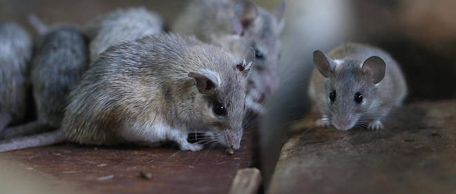 Paris Une Patiente Decouvre Des Souris Dans Sa Chambre D Hopital Le Point