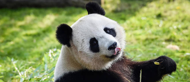 Huan Huan, la femelle panda du zoo de Beauval, est une star aupres du grand public. 