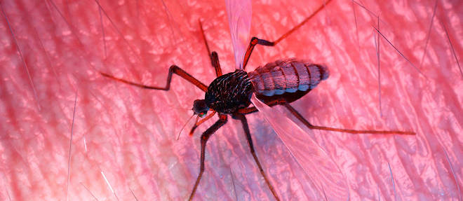 Le moustique-tigre est capable de transmettre la dengue, le chikungunya et le zika.