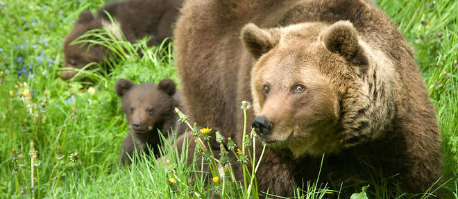 En comptant Sorita, 40 ours bruns ont ete decomptes en 2018 dans les Pyrenees. Photo d'illustration. 