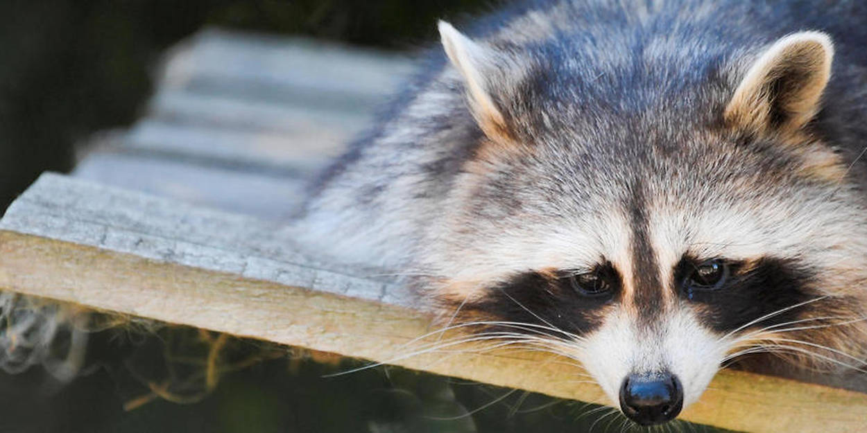 Allemagne un raton laveur squatte un zoo... qui ne peut pas l