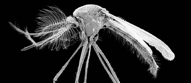 Usutu et West Nile sont des virus responsables de maladies dites a vecteur : les moustiques du genre Culex (le moustique commun) les transmettent par piqures.