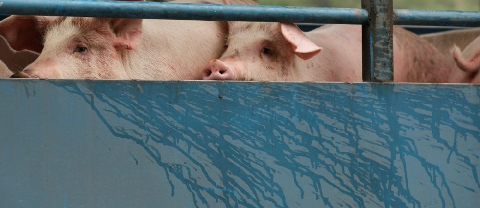 Hong Kong va abattre 6.000 porcs apres la detection d'un cas de peste porcine
