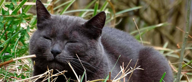 Un chat a ete declare perdu toutes les 10 minutes en France en 2018. 