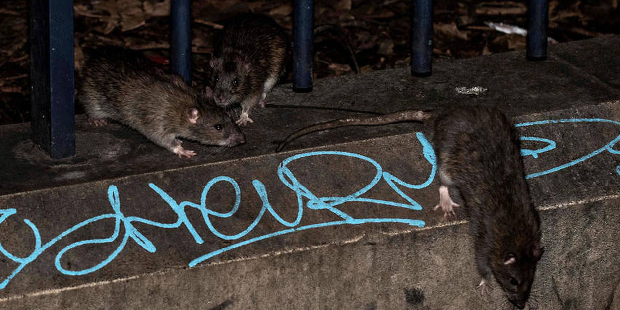 Paris : les poubelles anti-rats débarquent !