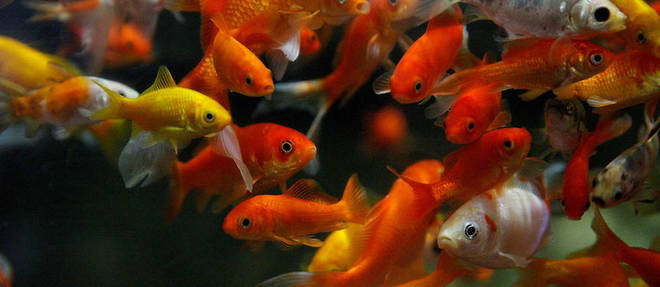 L'un des bassins des poissons rouges de l'Aquarium de Paris.