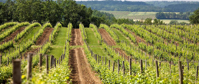 Un vignoble a la culture biologique, en Dordogne.