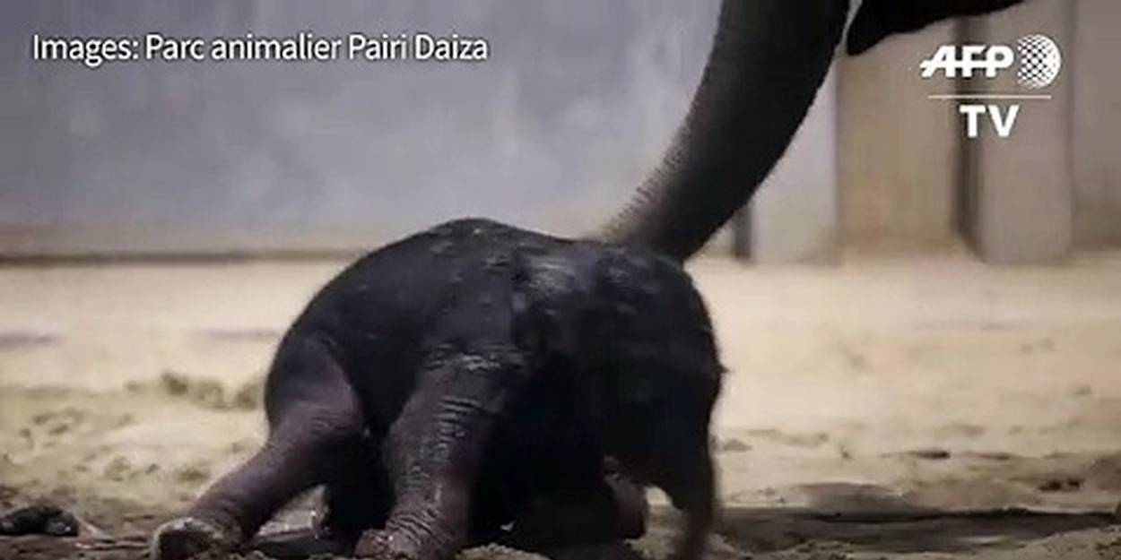 Video Naissance D Un Bebe Elephant Dans Un Zoo Belge Le Point