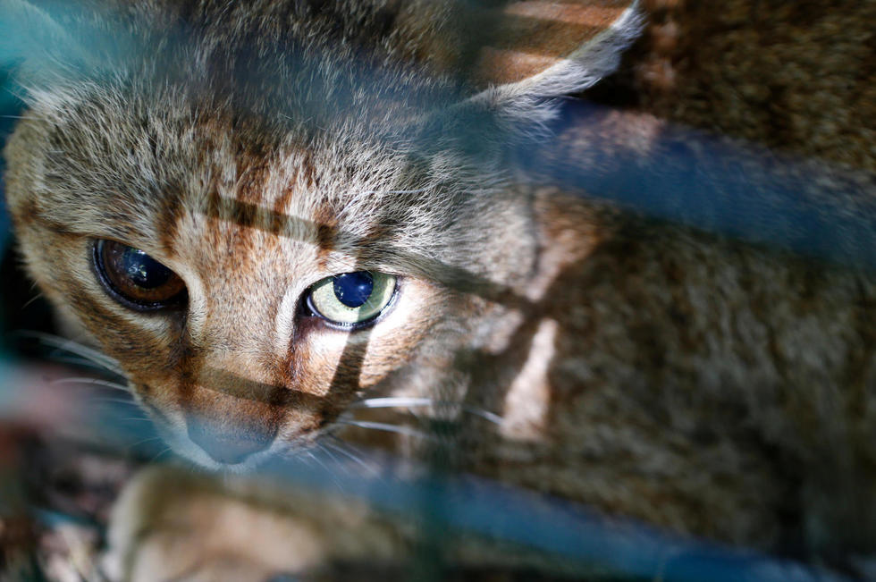 Le Chat Renard Une Nouvelle Espèce De Félin En Corse