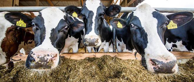 Les vaches a hublot donnent la possibilite d'acceder directement au rumen, l'un des quatre estomacs de l'animal.