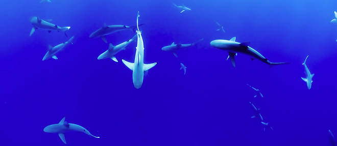 Le requin bleu avait un hamecon accroche a sa gueule.