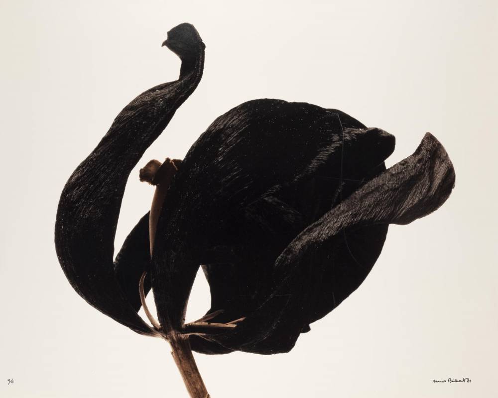 FLeur, photo, arles ©  Denis Brihat