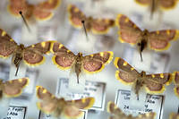 Allemagne&nbsp;: ces entomologistes amateurs qui documentent &laquo;&nbsp;l'Armageddon des insectes&nbsp;&raquo;