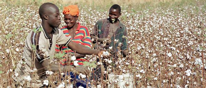 Des ouvriers agricoles recoltent du coton a Kombolokoura, dans le nord de la Cote d'Ivoire.