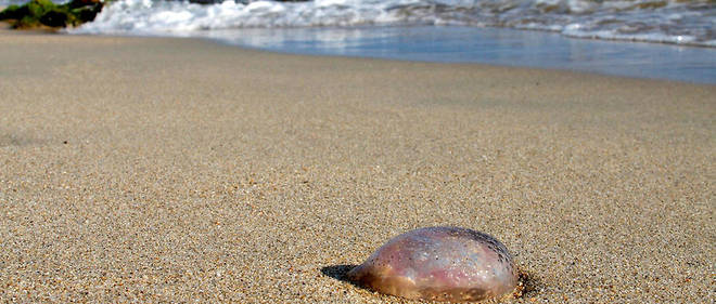 Corse Les Méduses à Lassaut Des Plages Le Point