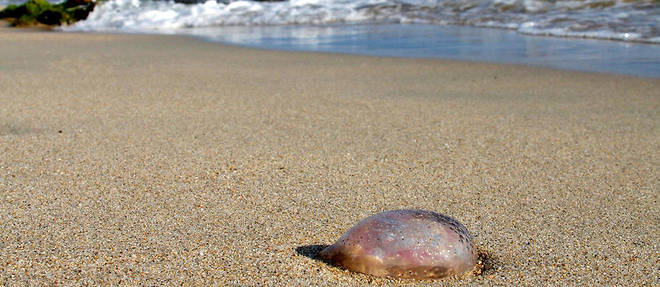 Une meduse sur la plage d'Ajaccio.