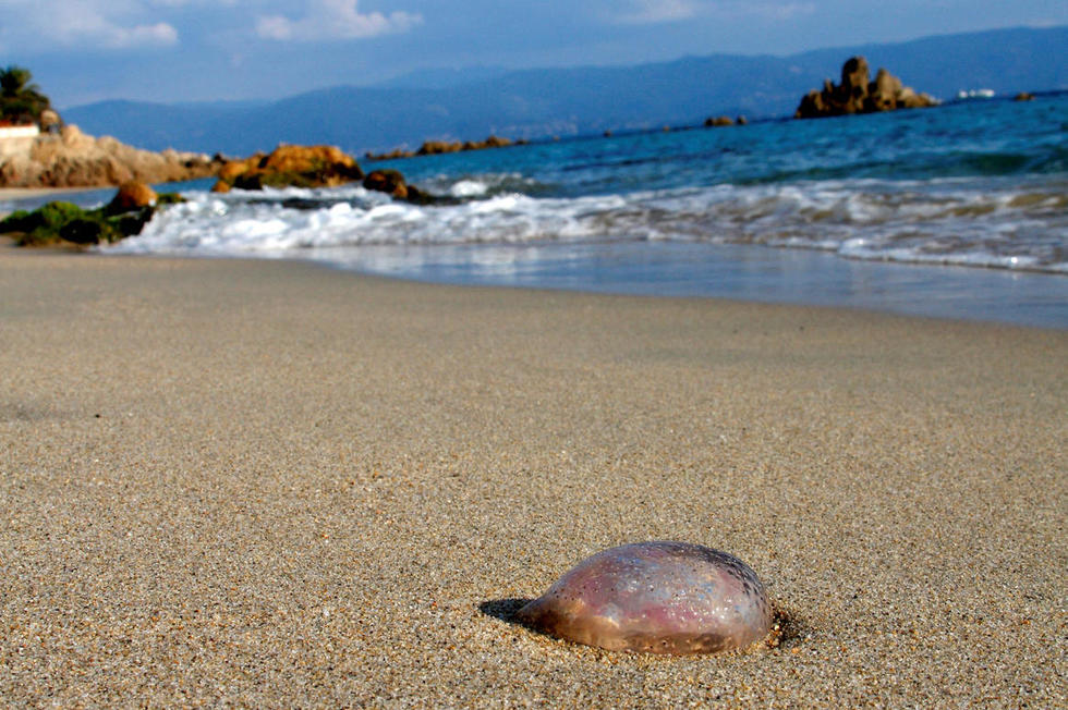 Corse Les Méduses à Lassaut Des Plages Le Point