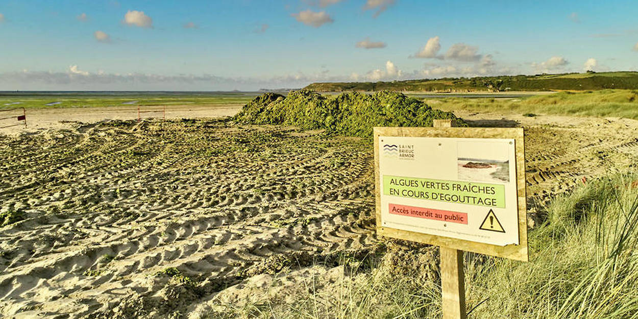 Algues vertes : des échouages supérieurs à la moyenne en Bretagne cet été