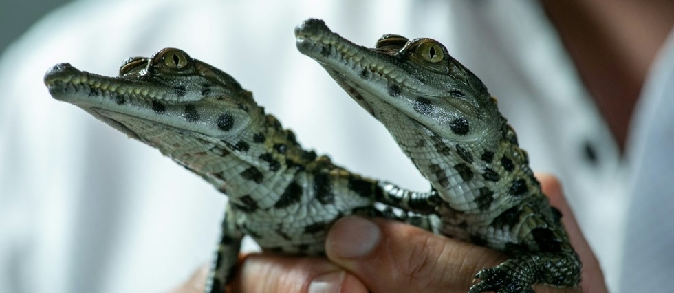 Naissance En Normandie De Bebes Crocodiles D Une Espece Menacee Le Point