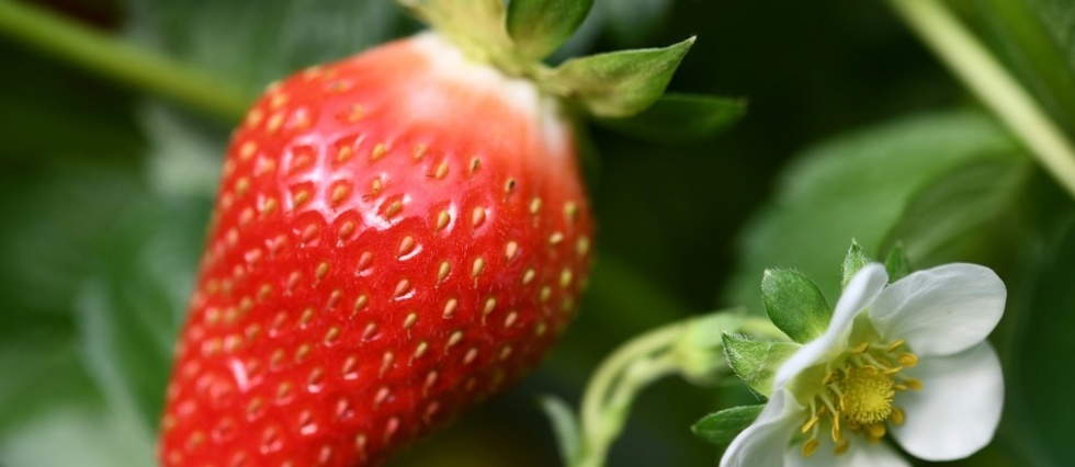 Depuis le 18e siecle, Plougastel-Daoulas a destin lie avec la fraise