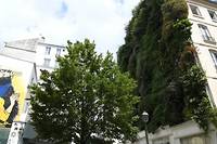 Des arbres pour sauver Paris du r&eacute;chauffement ?
