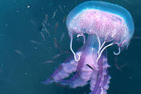 Les meduses, une armada qui menace les oceans