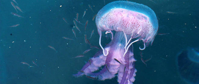 Les Meduses Une Armada Qui Menace Les Oceans Le Point