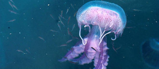 Depuis plusieurs annees, les meduses profitent des desequilibres provoques par l'homme dans nos oceans pour proliferer.