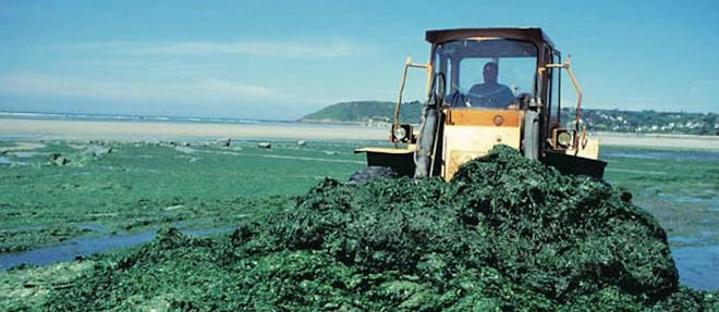 En 2007, annee ou a ete publie cet article, la Bretagne investissait 600 000 euros par an dans le deblaiement des algues vertes.